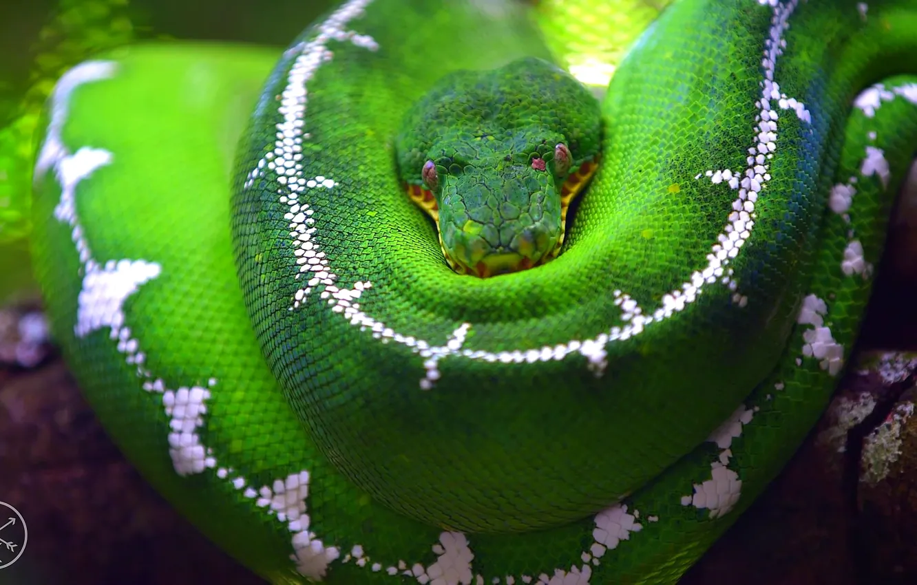 Photo wallpaper macro, green, tree, snake, branch, scales, Python, blur