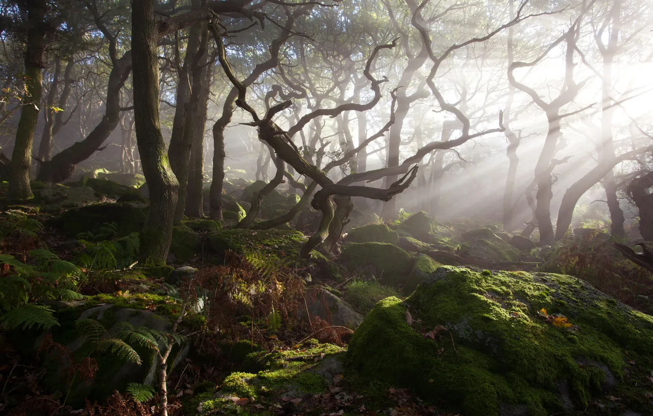Photo wallpaper forest, light, trees, fog, stones, thickets, moss