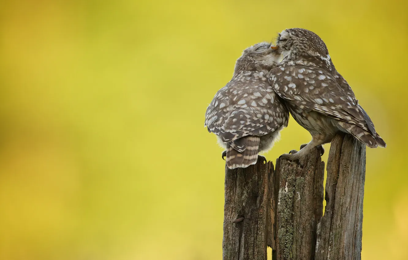 Photo wallpaper nature, owl, bird