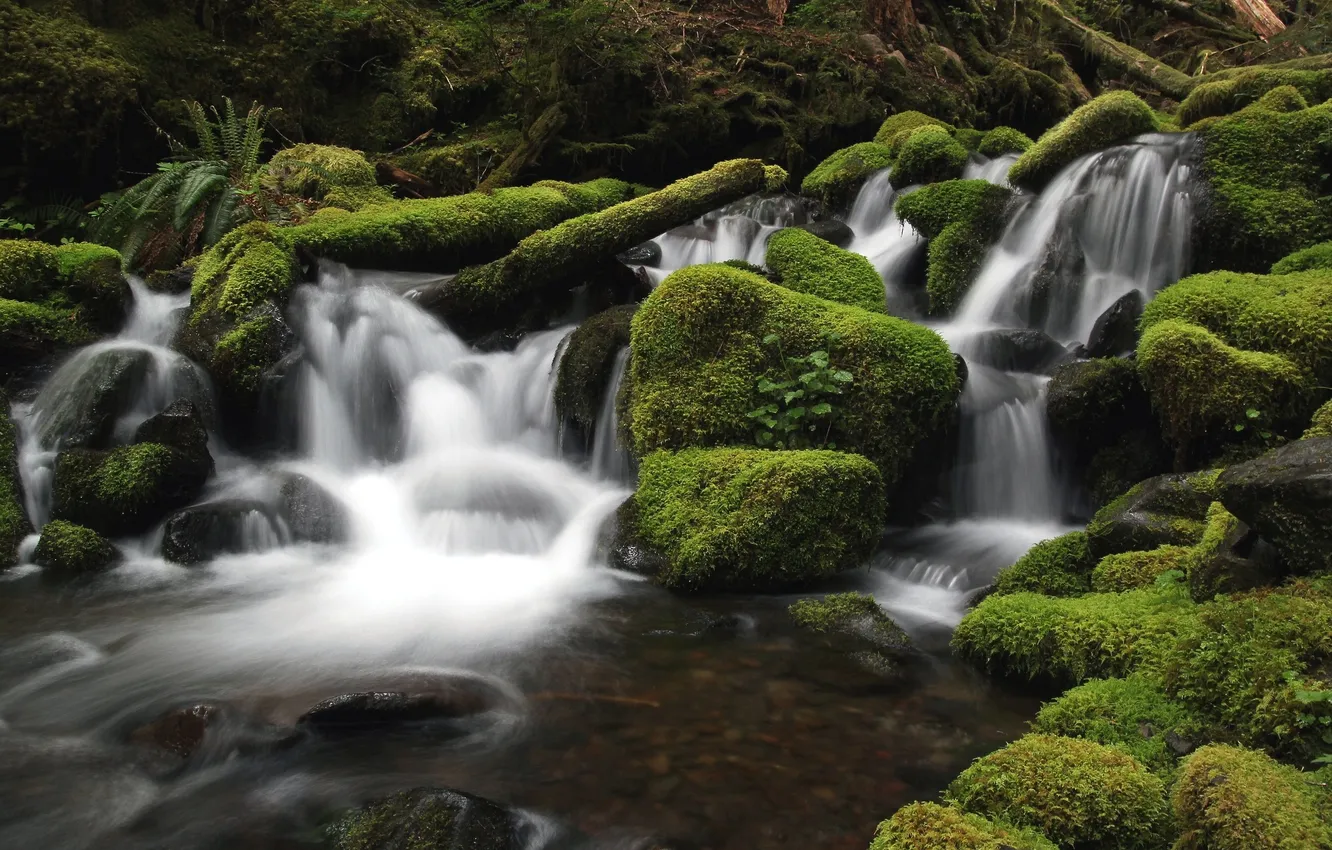 Photo wallpaper forest, water, river, stones, moss