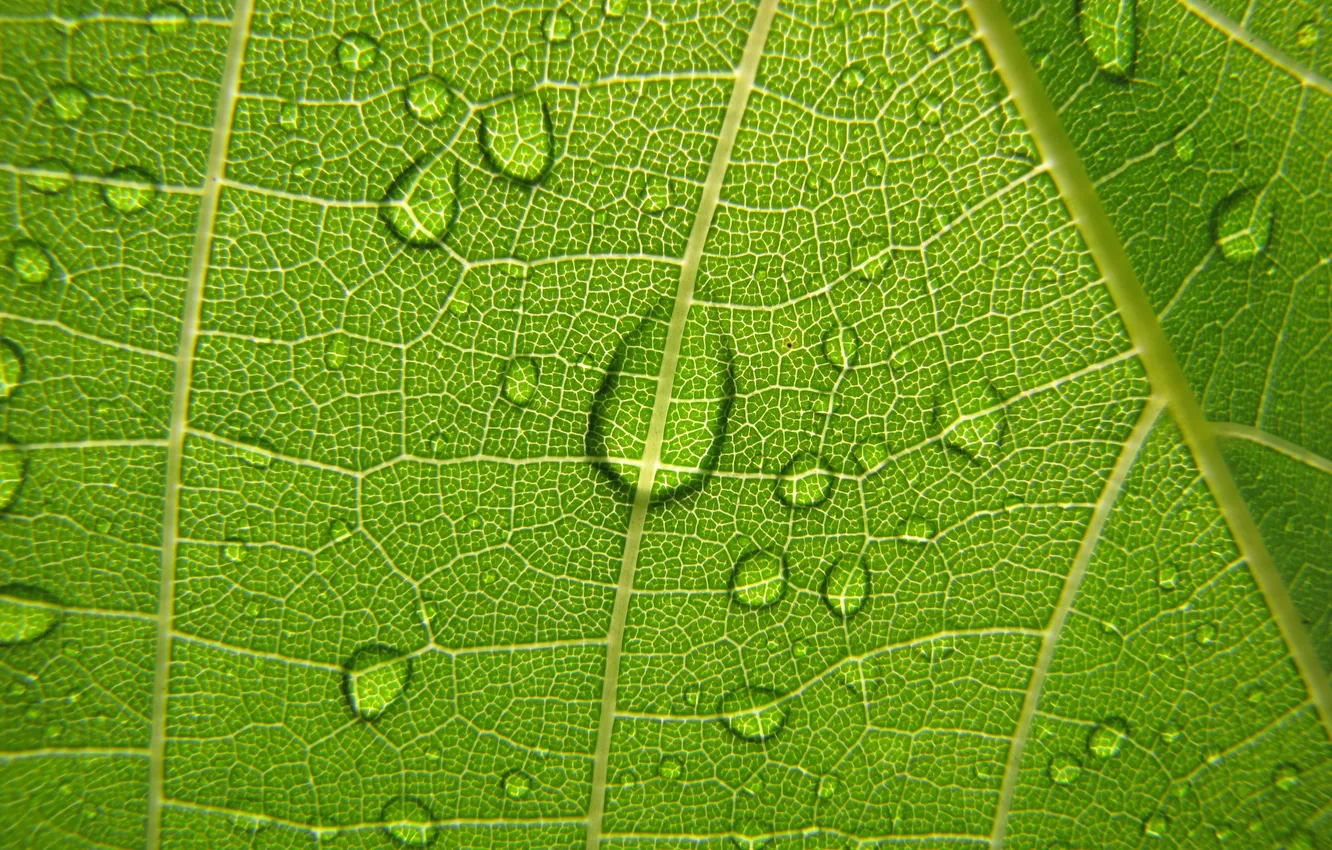 Photo wallpaper green, plants, grape leaf