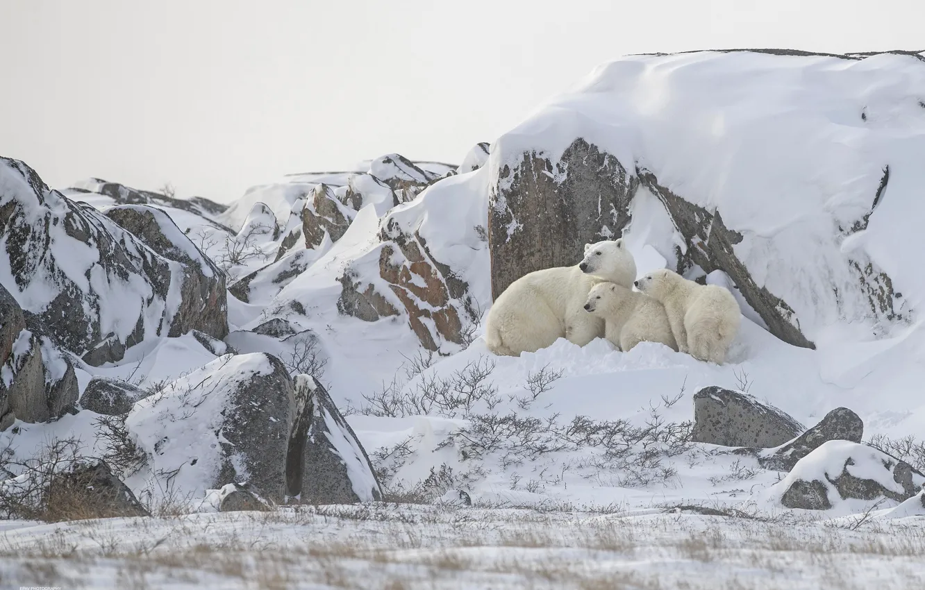 Photo wallpaper winter, snow, mountains, nature, rocks, bear, the snow, bear