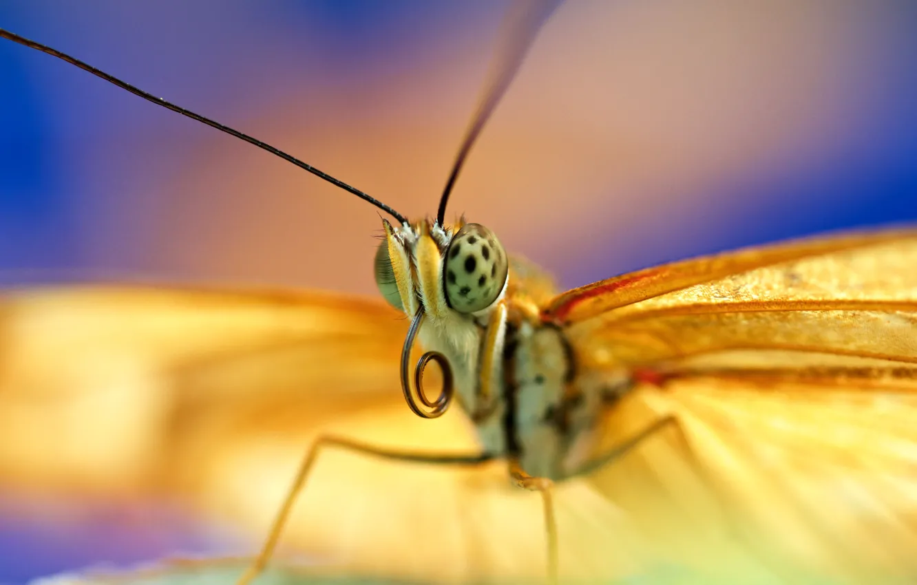 Photo wallpaper eyes, butterfly, antennae, proboscis