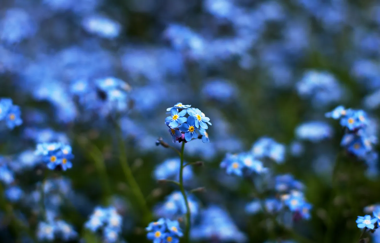Photo wallpaper color, flowers, blue, nature, green, yellow, focus, blur
