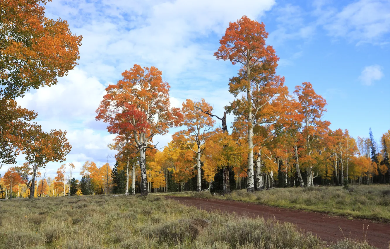 Photo wallpaper road, autumn, leaves, trees, Park, road, nature, park