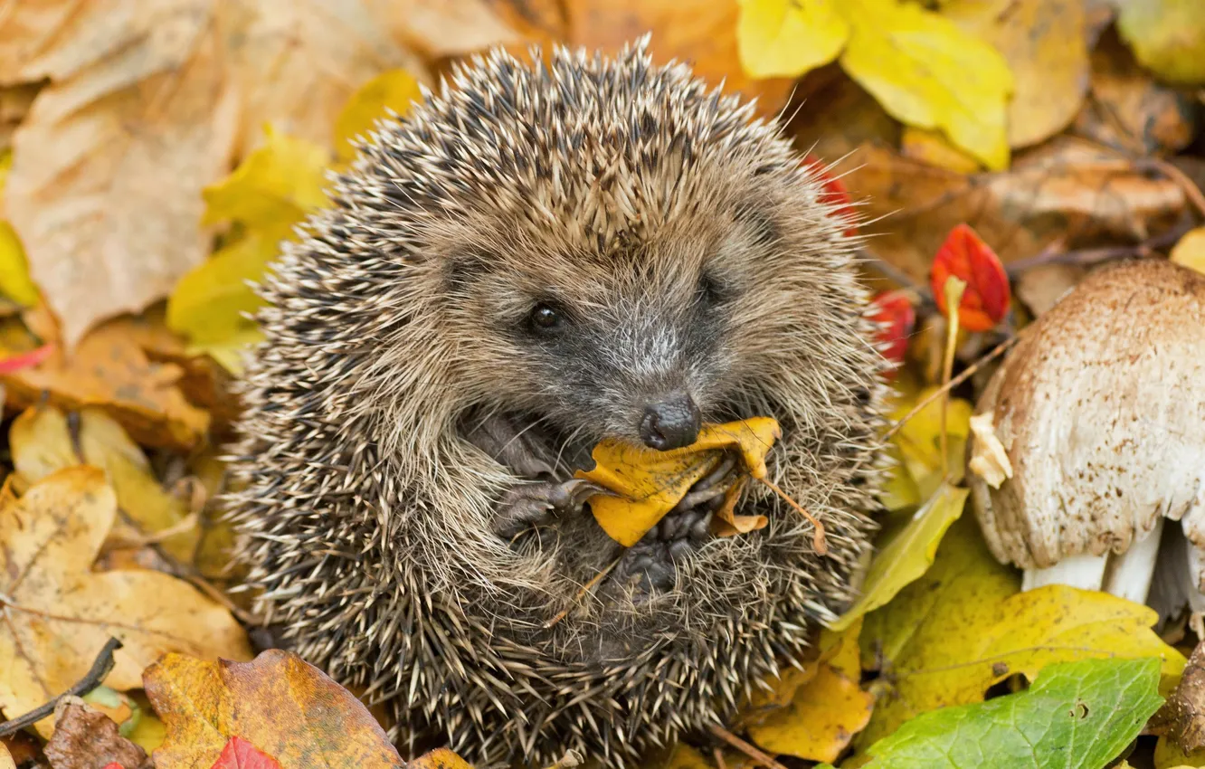 Photo wallpaper autumn, leaves, needles, nature, tangle, hedgehog