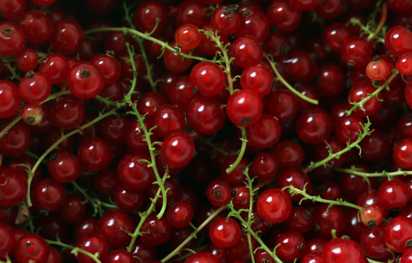 Photo wallpaper berries, food, red, a lot, currants, red currant