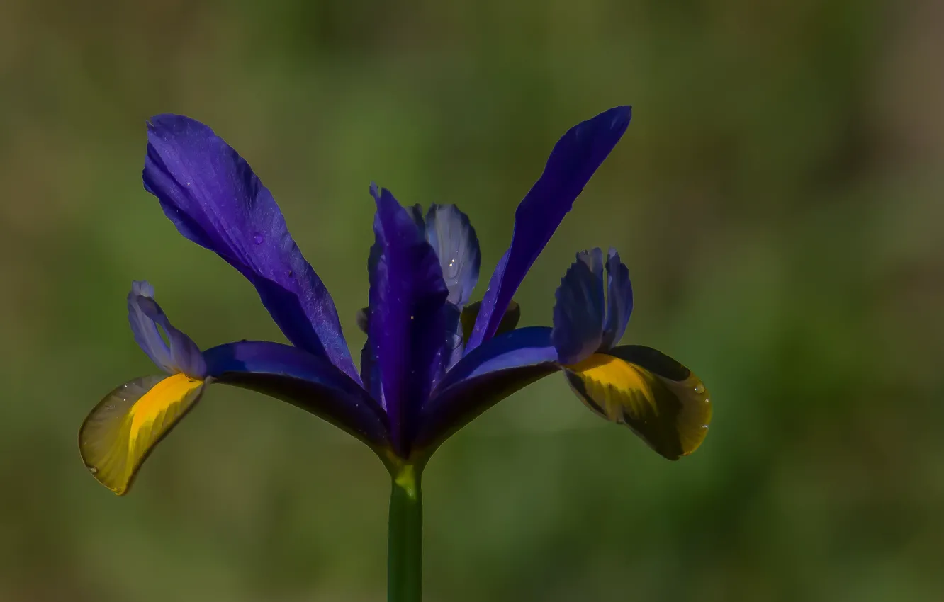 Photo wallpaper summer, macro, nature, background, nikond610, tokina, dutch iris