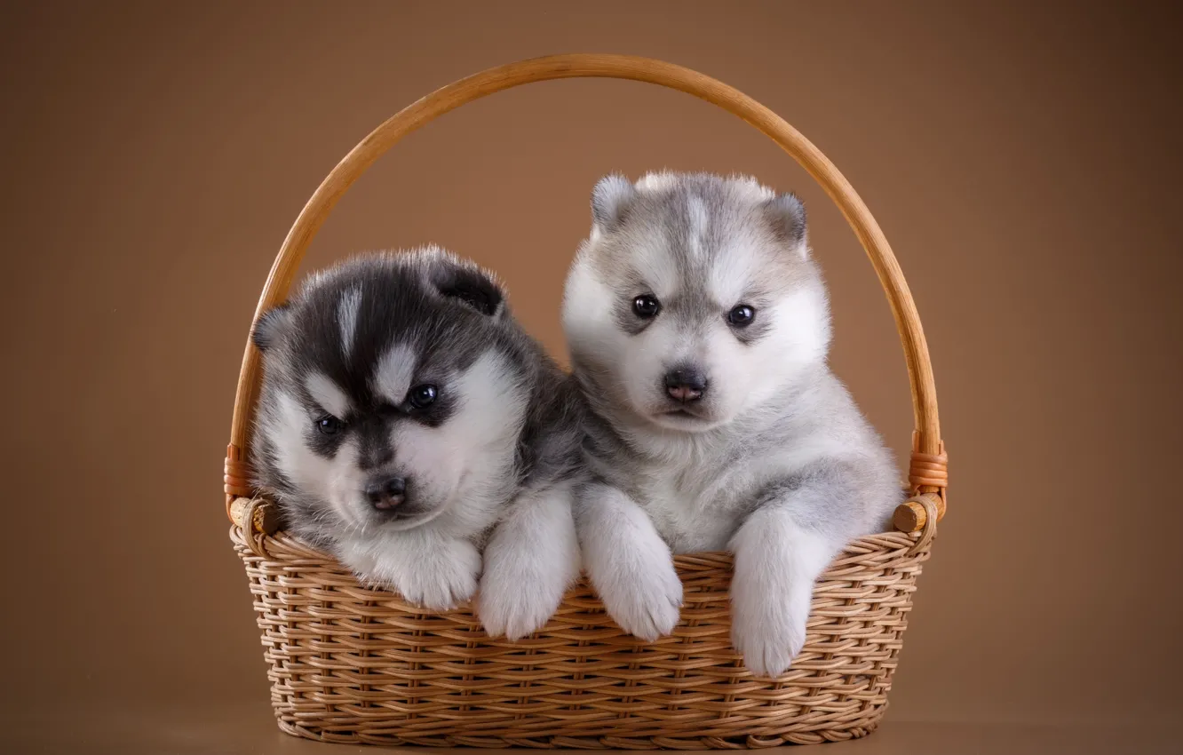 Photo wallpaper basket, puppies, husky