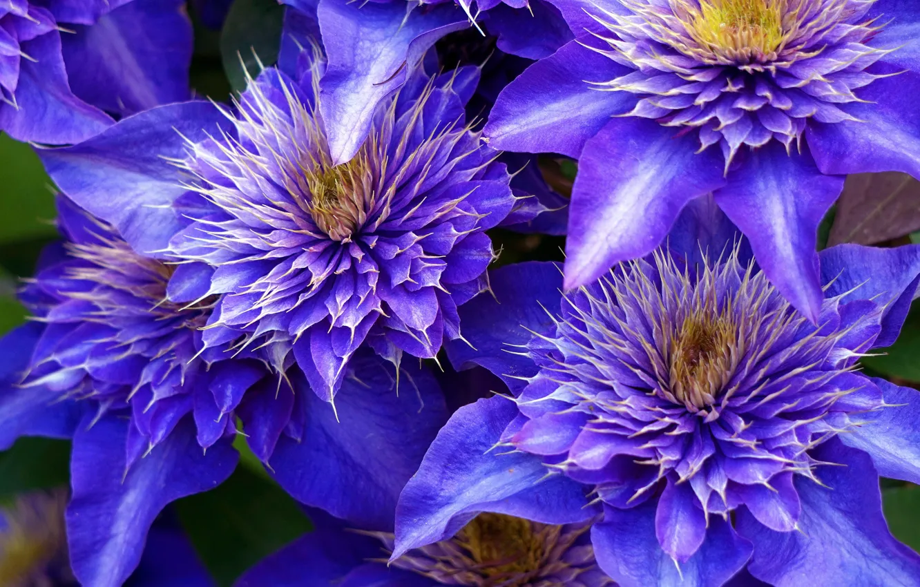 Photo wallpaper macro, flowers, purple, large, clematis