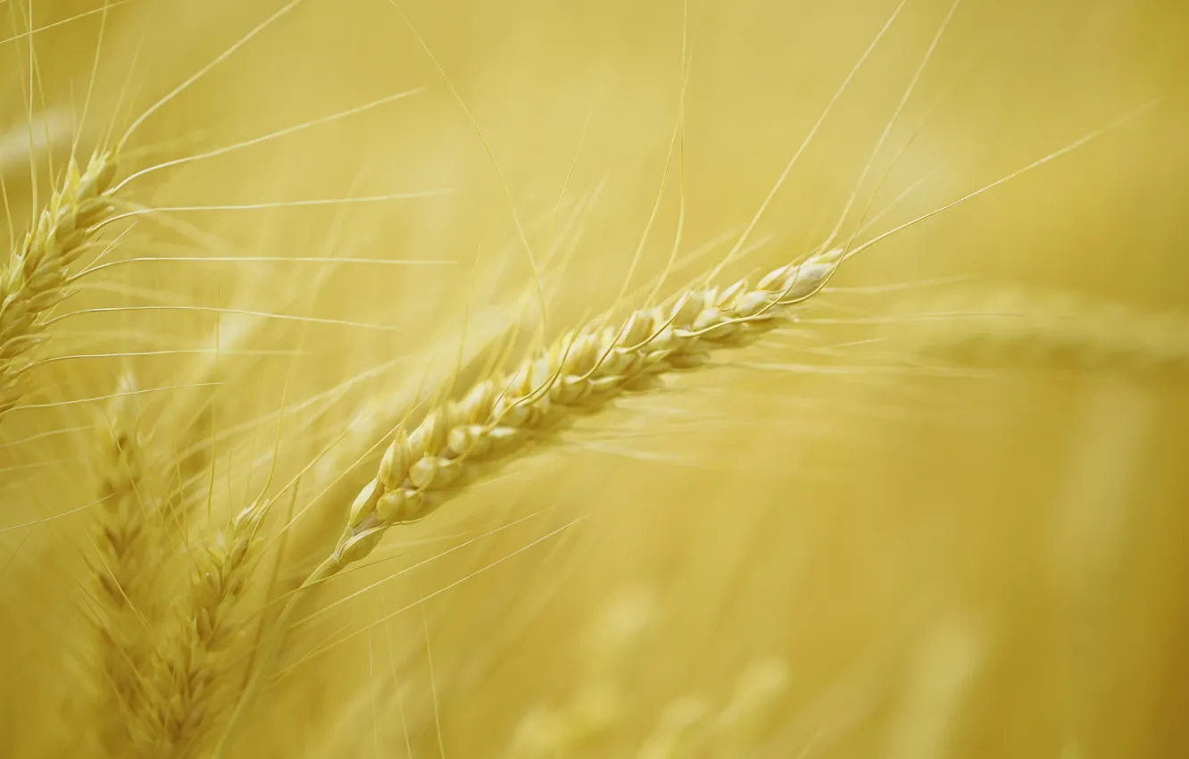 Photo wallpaper wheat, field, harvest, ears