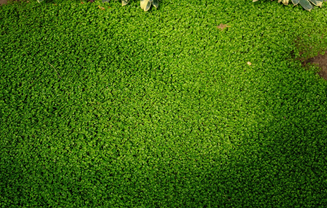 Photo wallpaper grass, nature, carpet