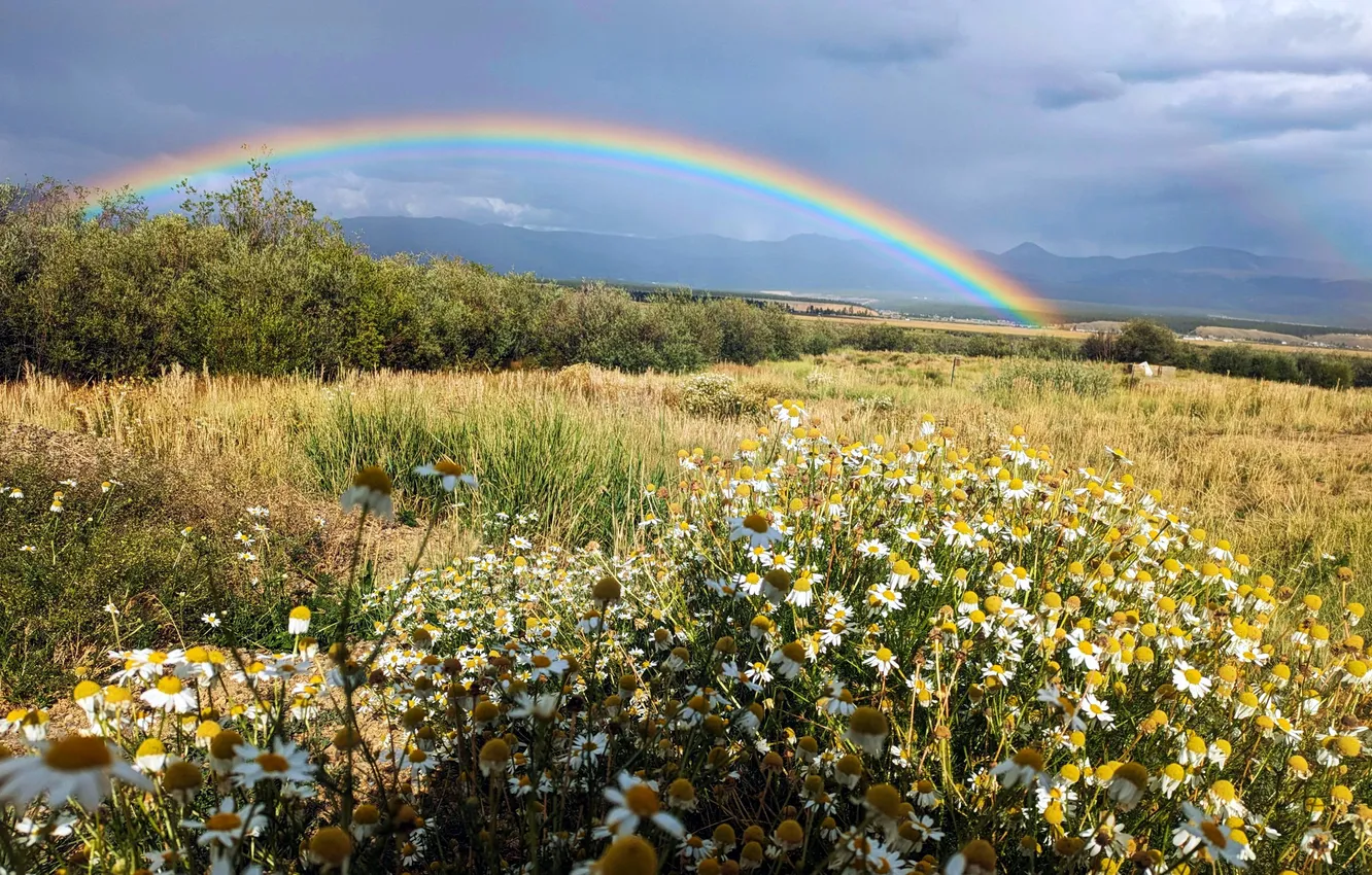 Photo wallpaper summer, chamomile, rainbow, meadow
