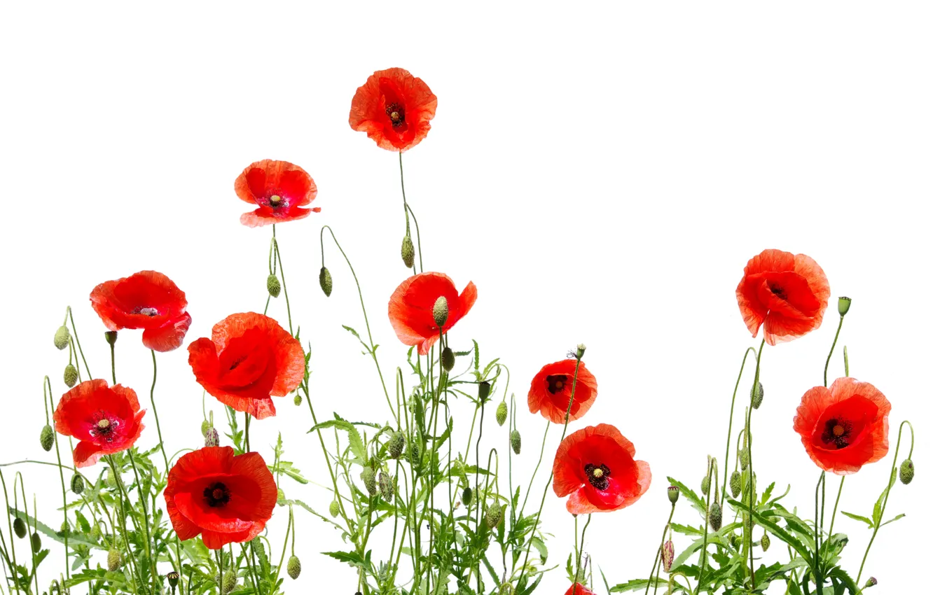 Photo wallpaper red, Maki, white background