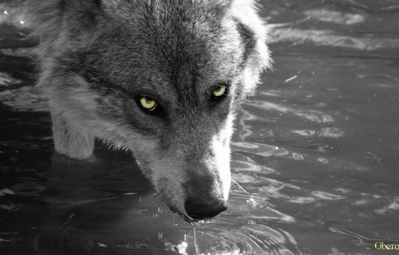 Photo wallpaper Predator, nature, snow, face, animal, wolf, canis lupus, wildlife