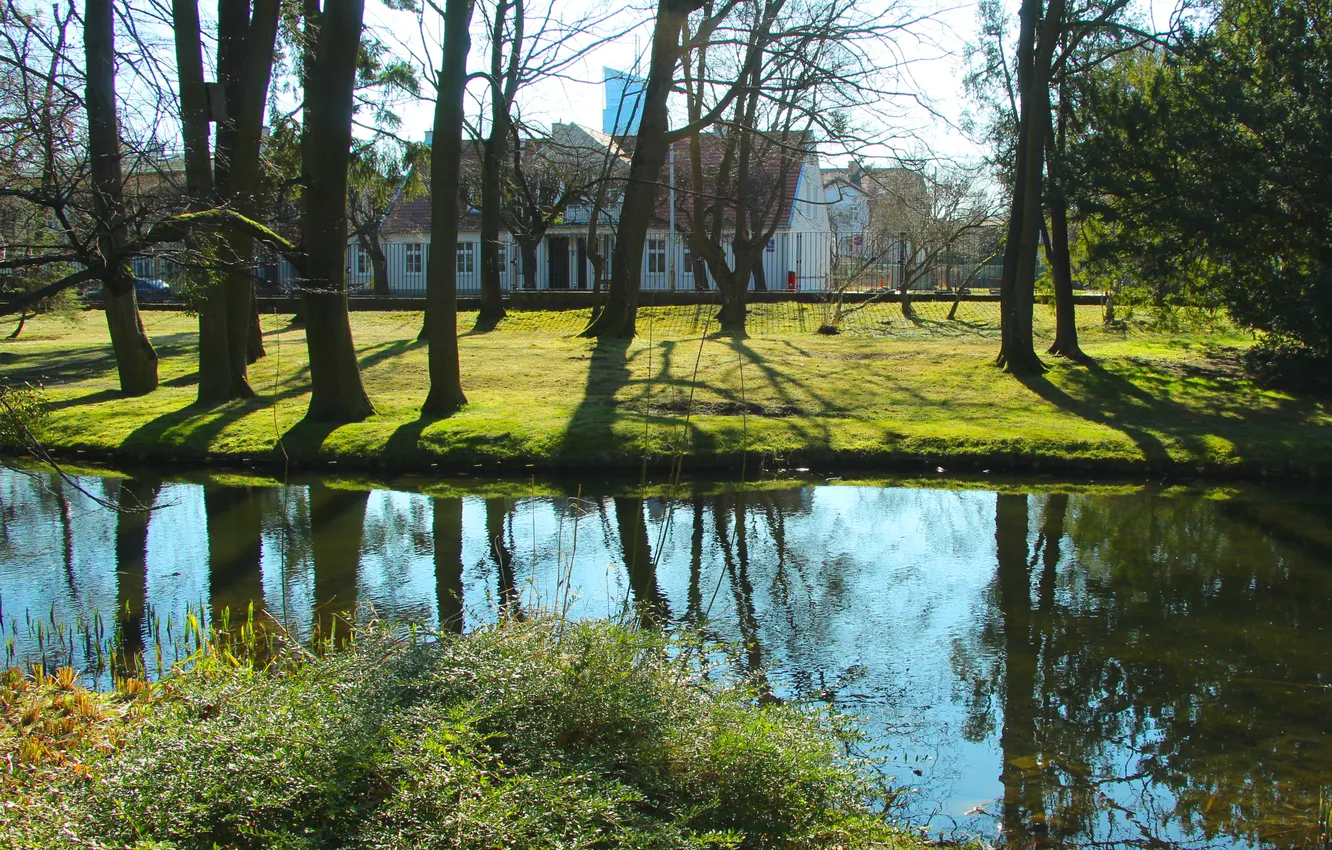 Photo wallpaper trees, park, pond