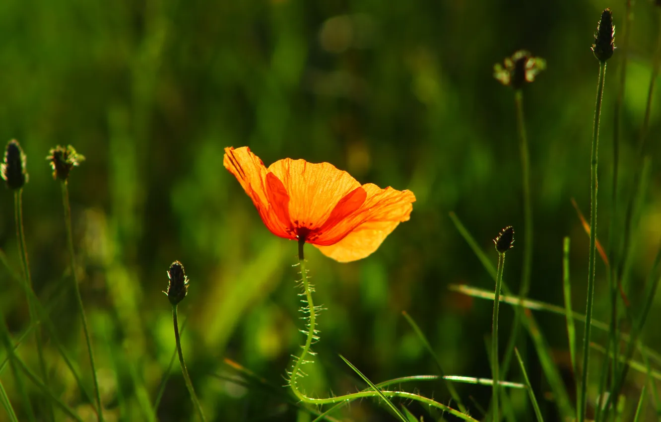 Photo wallpaper red, poppy, meadow, blooming