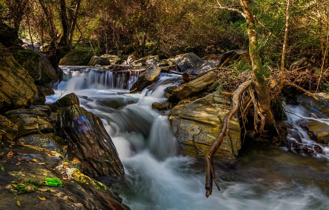 Photo wallpaper forest, river, stones, stream