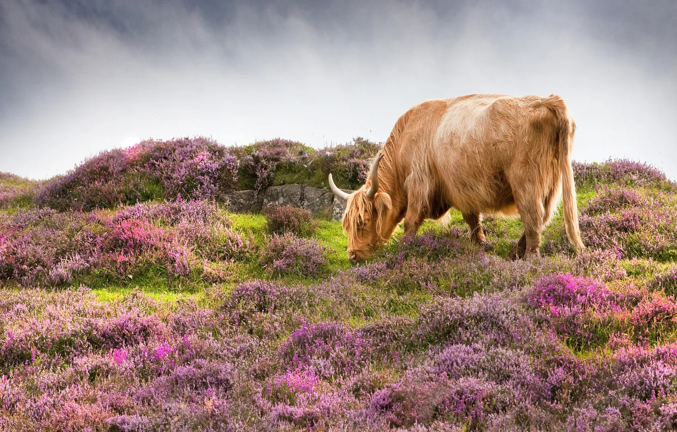 Photo wallpaper flowers, cows, red, pink, lawn, Scottish, grazing, the scottish bull