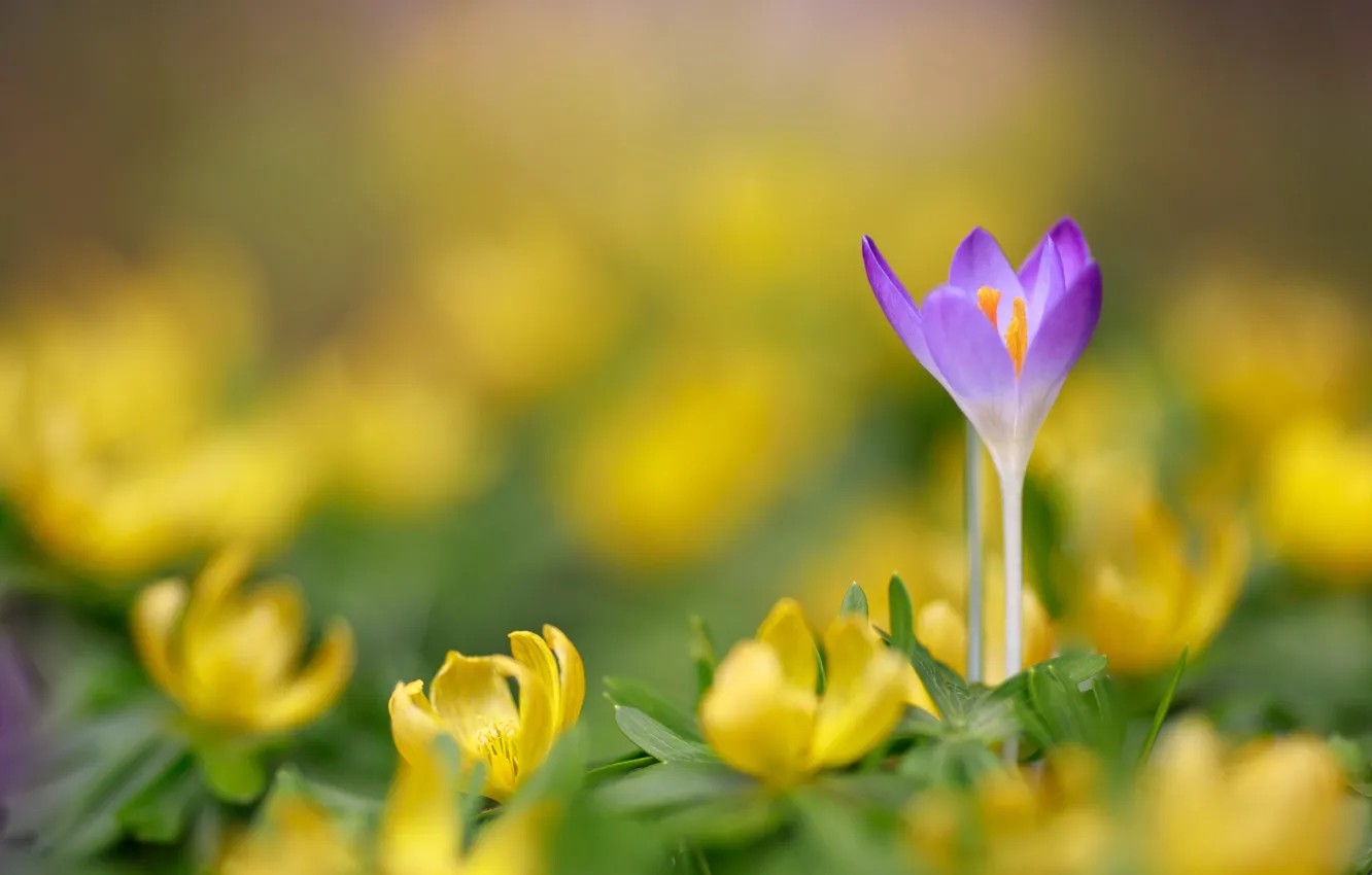 Photo wallpaper flowers, crocuses, lilac, bokeh, erantis