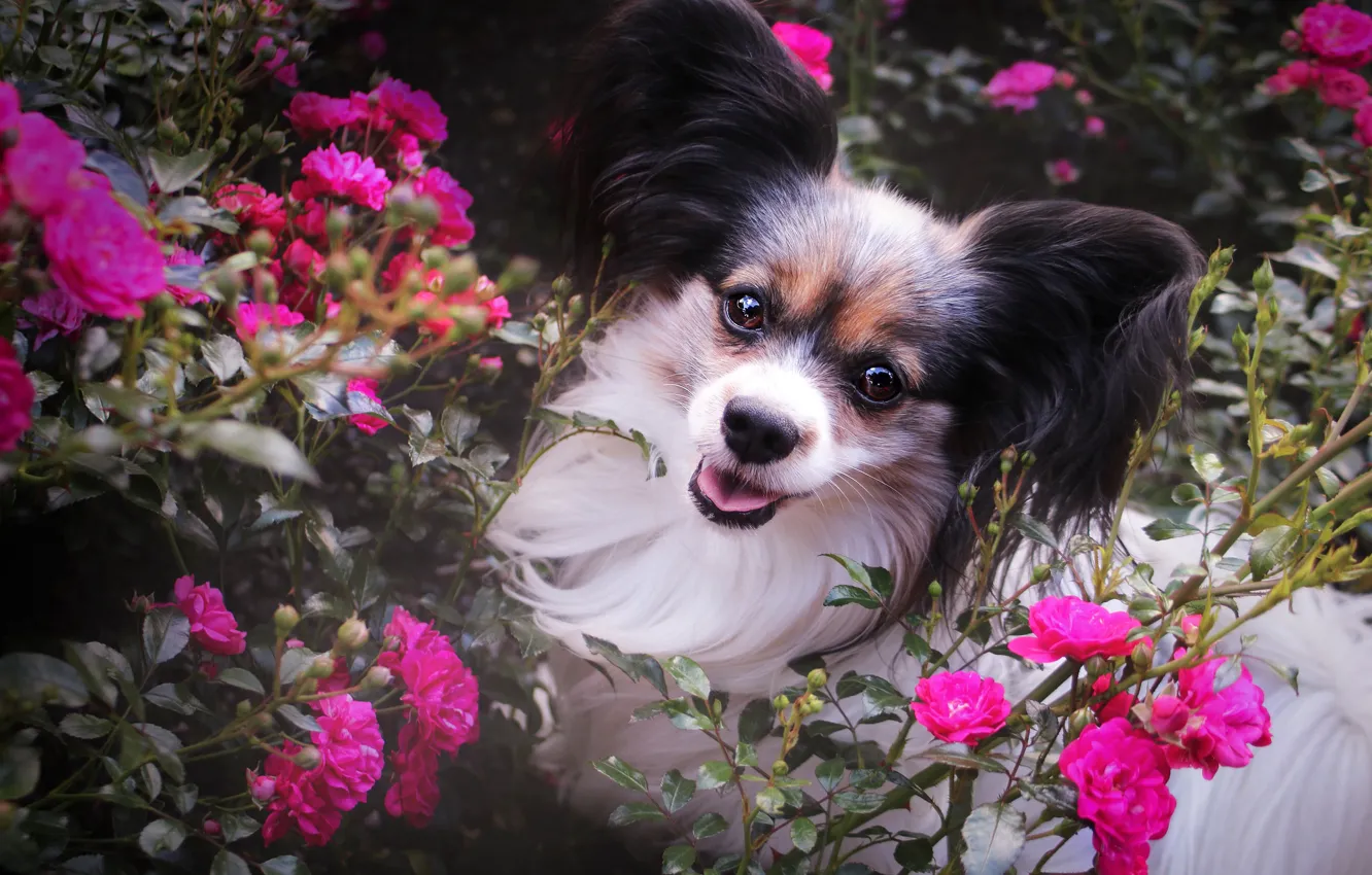 Photo wallpaper flowers, Bush, portrait, roses, dog, garden, puppy, pink