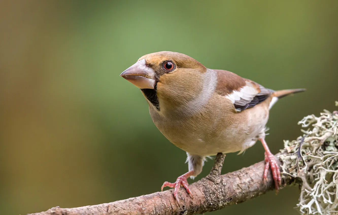 Photo wallpaper branches, bird, Grosbeak