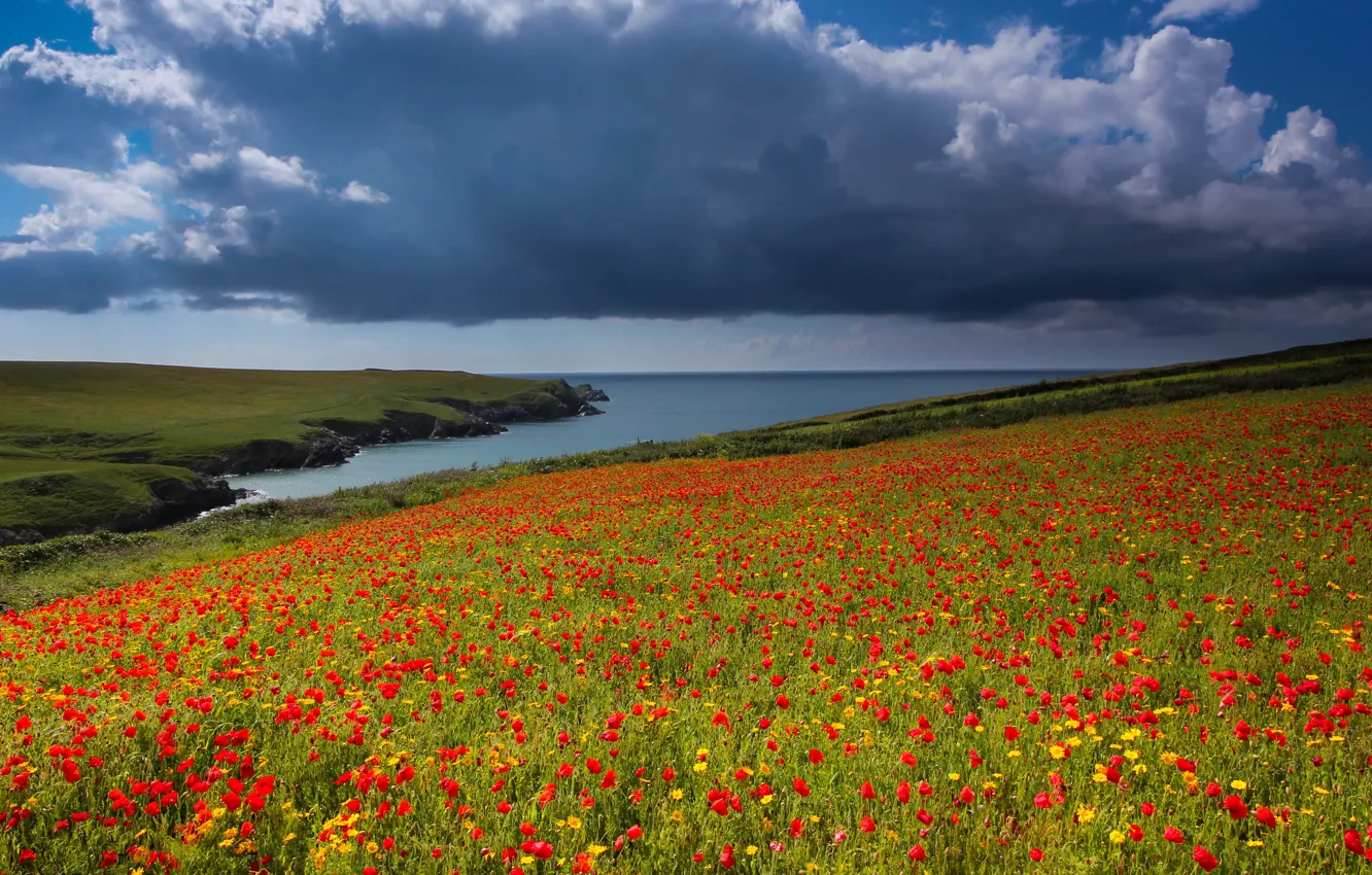 Photo wallpaper field, summer, the sky, clouds, trees, flowers, red, clouds