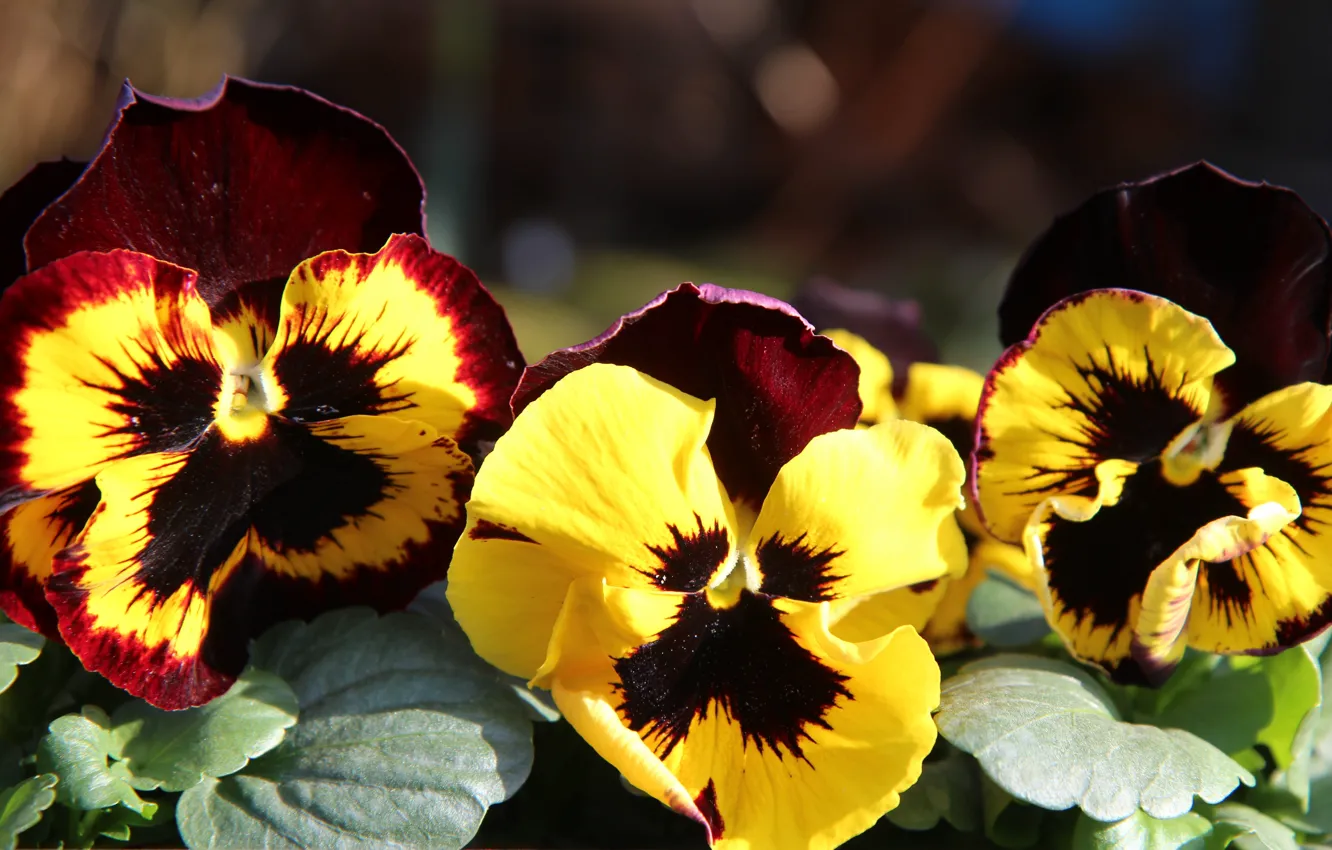 Photo wallpaper macro, flowers, yellow, bright, box, Pansy, trio, Burgundy