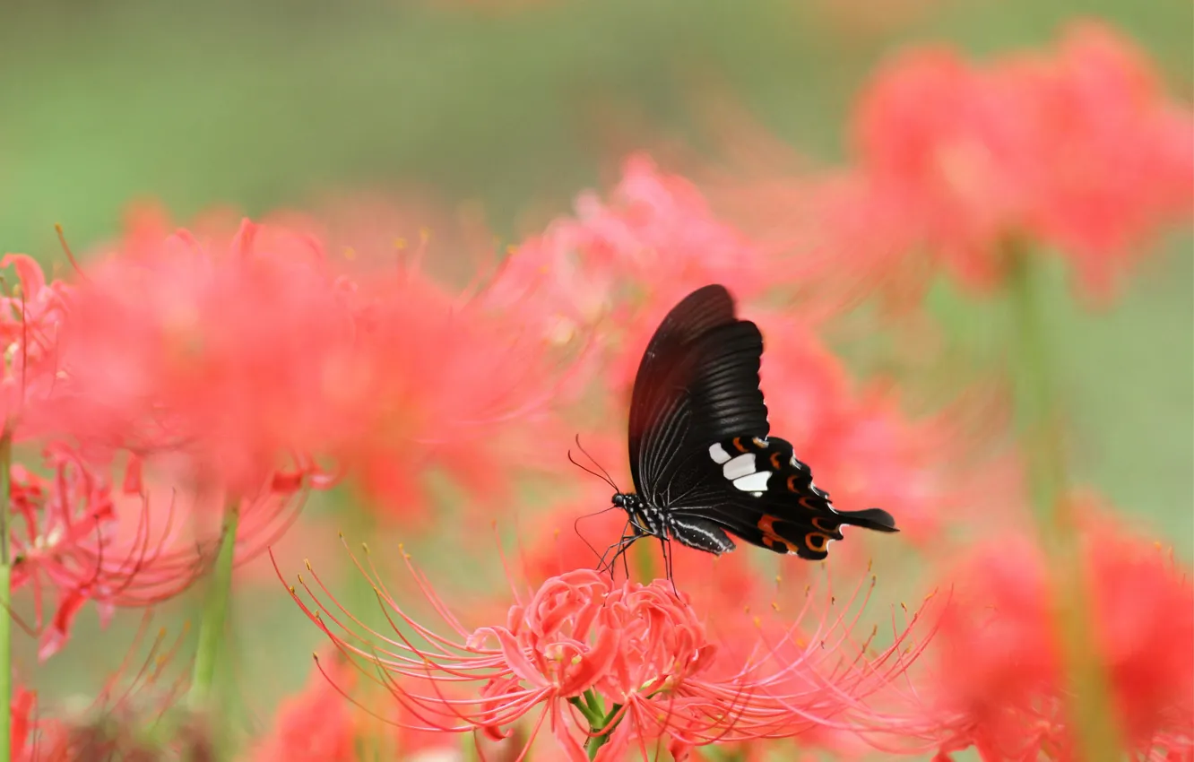 Photo wallpaper macro, flowers, red, butterfly, black, Lily, insect, green background