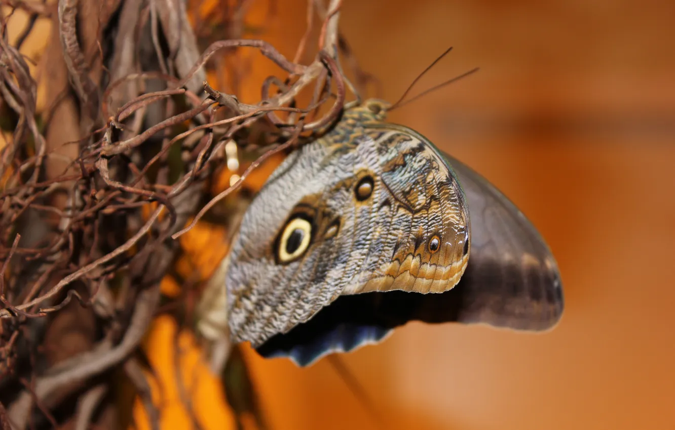 Photo wallpaper nature, pattern, butterfly, plant, wings