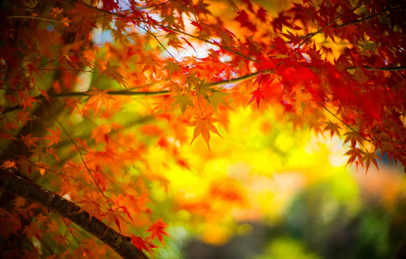 Photo wallpaper autumn, leaves, trees, branches, maple