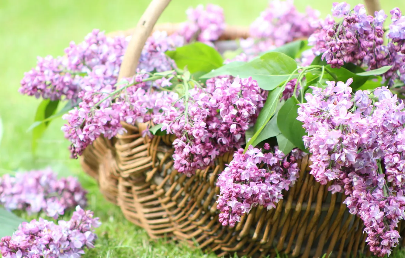 Photo wallpaper flowers, basket, spring, flowering, lilac