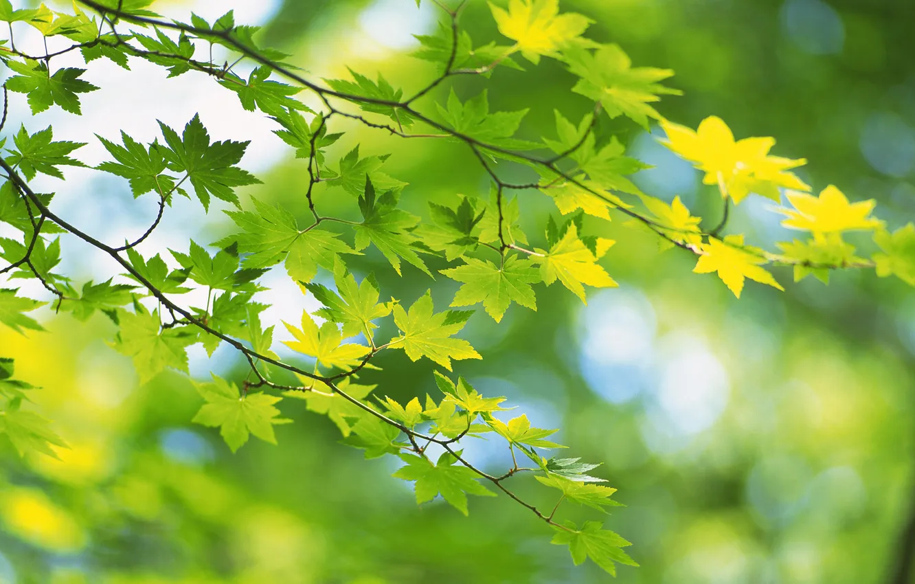 Photo wallpaper summer, leaves, green, leaves