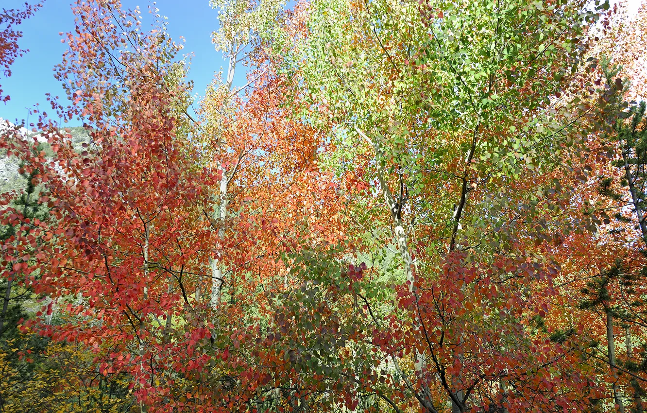 Photo wallpaper autumn, the sky, leaves, trees, the crimson