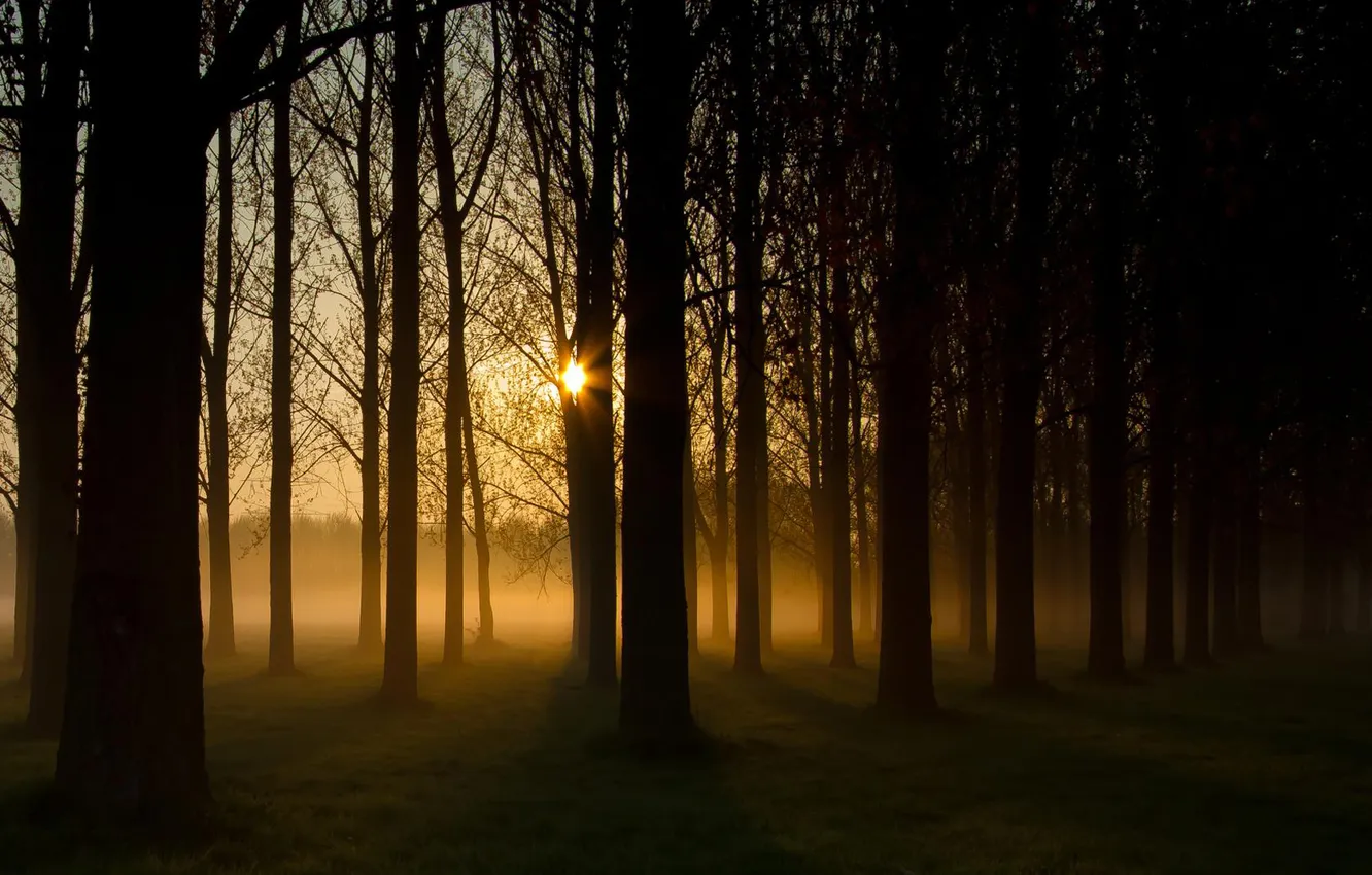 Photo wallpaper forest, the sun, nature, fog, haze, landing