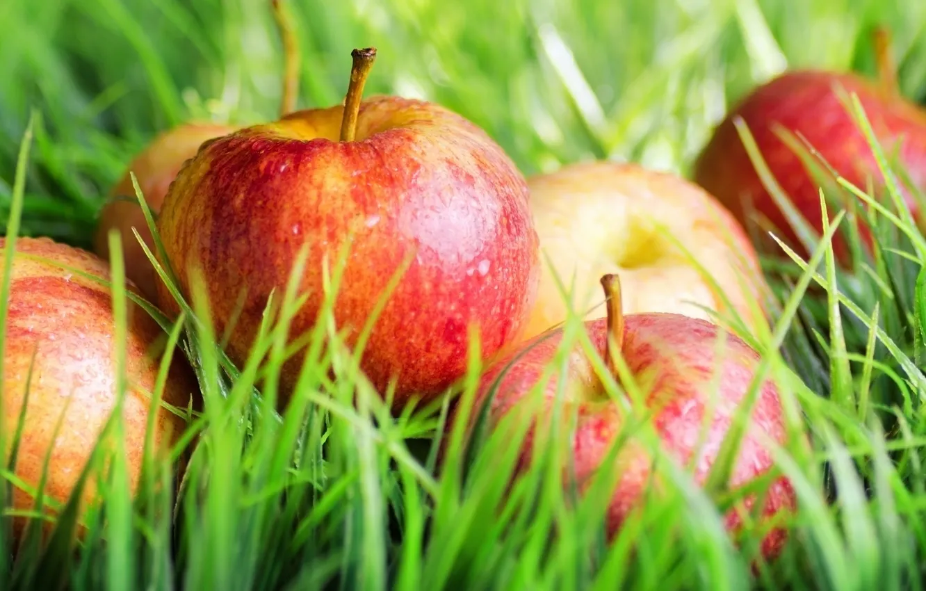 Photo wallpaper apples, harvest, weed
