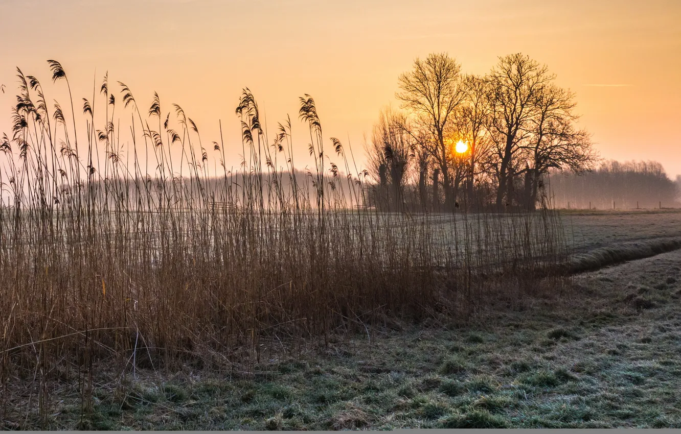 Photo wallpaper field, autumn, fog, morning