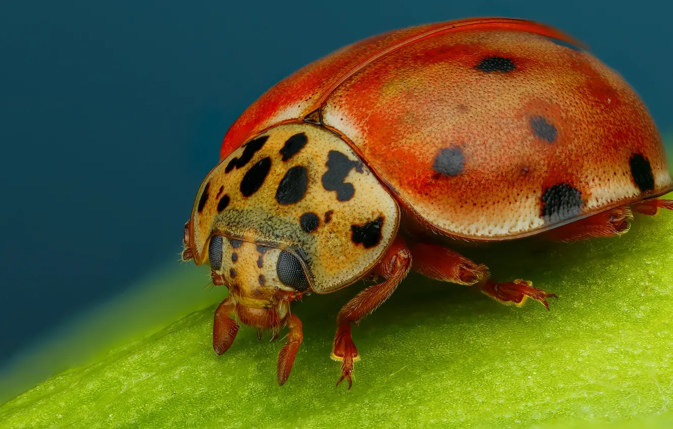 Photo wallpaper macro, red, background, leaf, ladybug, beetle, insect