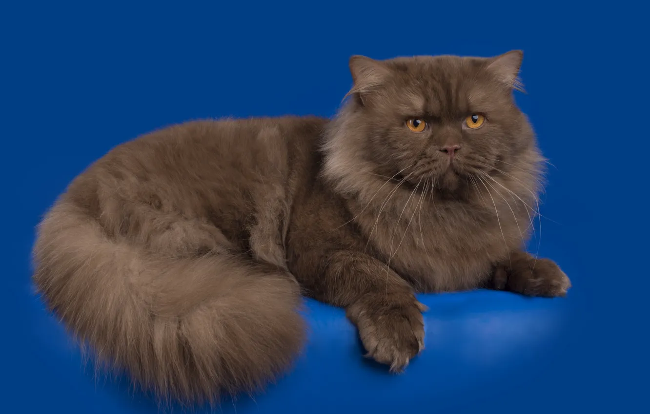 Photo wallpaper wool, breed, British