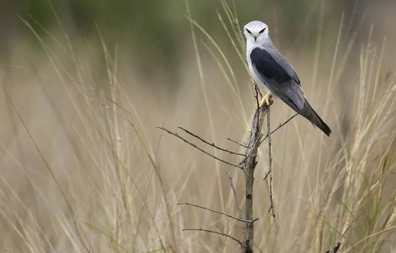 Photo wallpaper nature, bird, tail, Smoky black-winged kite