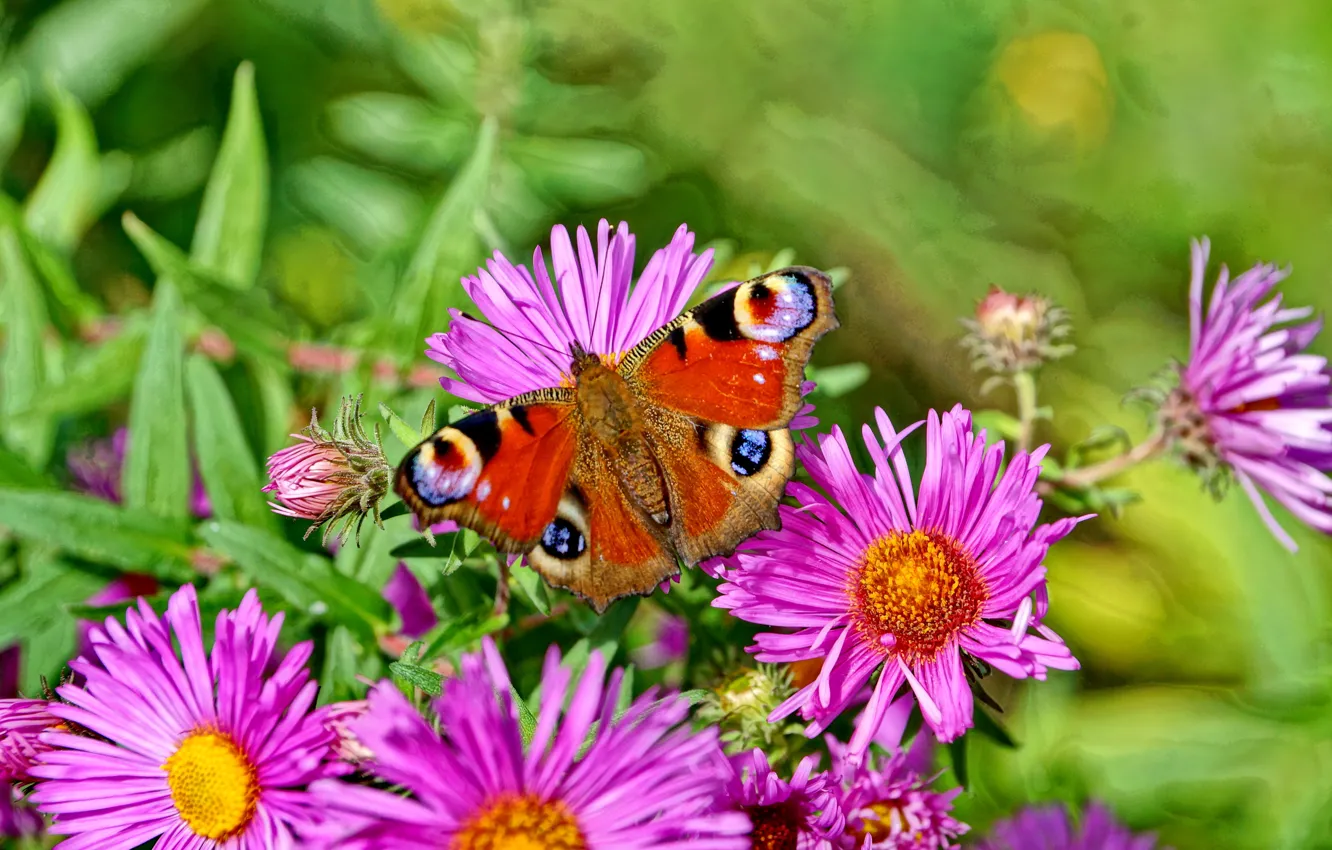 Photo wallpaper summer, insects, nature, butterfly, Flowers
