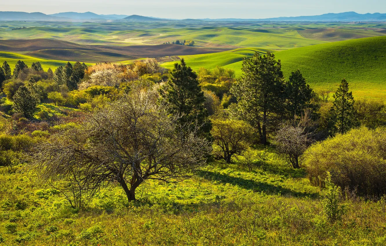 Photo wallpaper the sky, trees, landscape, beauty