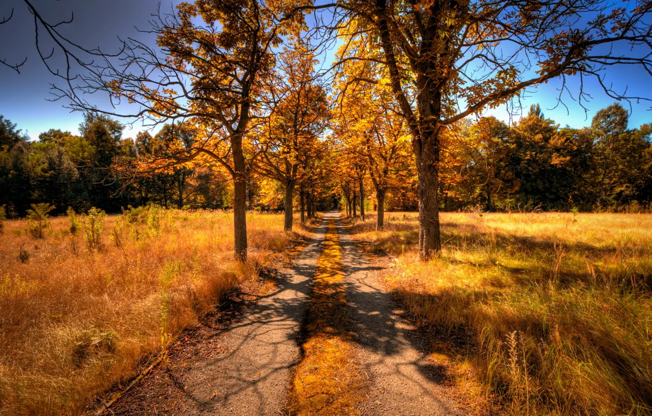 Photo wallpaper road, autumn, trees, landscape