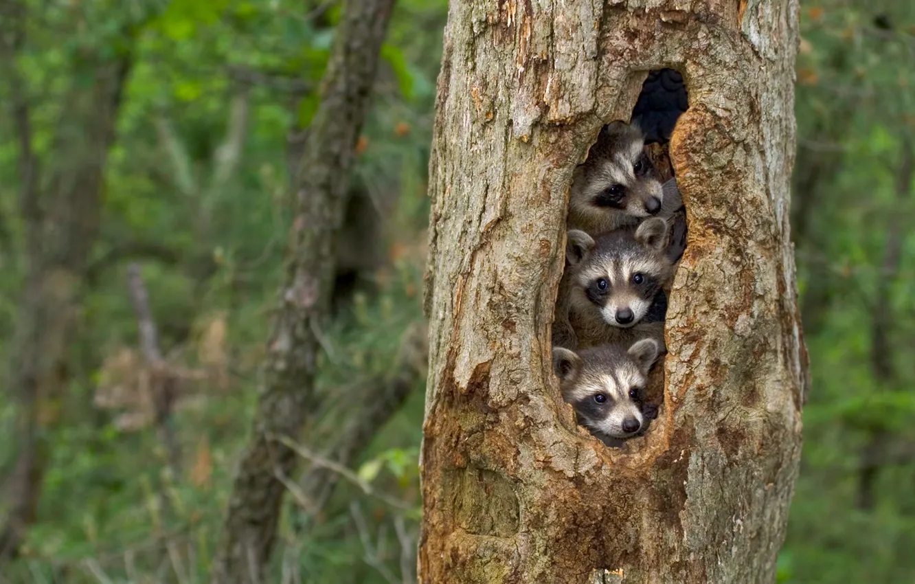 Photo wallpaper tree, raccoon, cub, the hollow