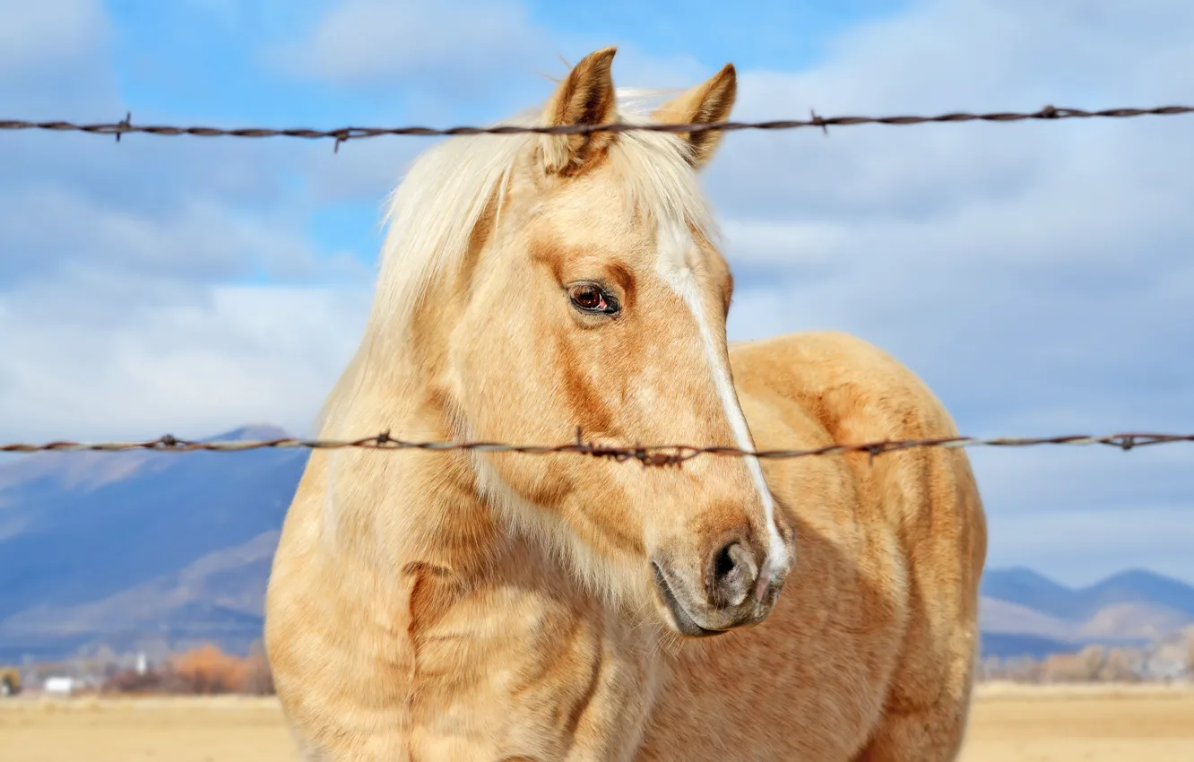 Photo wallpaper mountains, fence, bokeh, horse