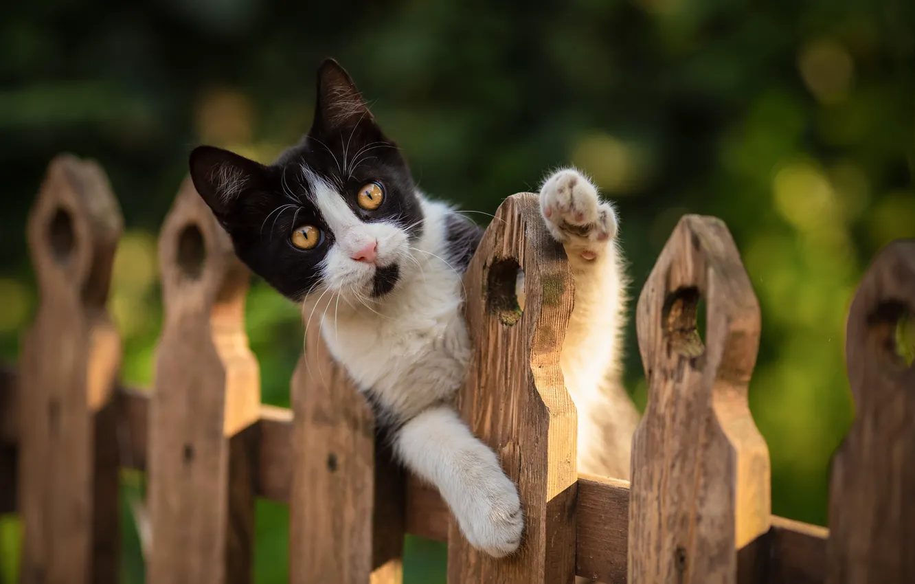 Photo wallpaper look, the fence, muzzle, kitty, Yuriy Korotun