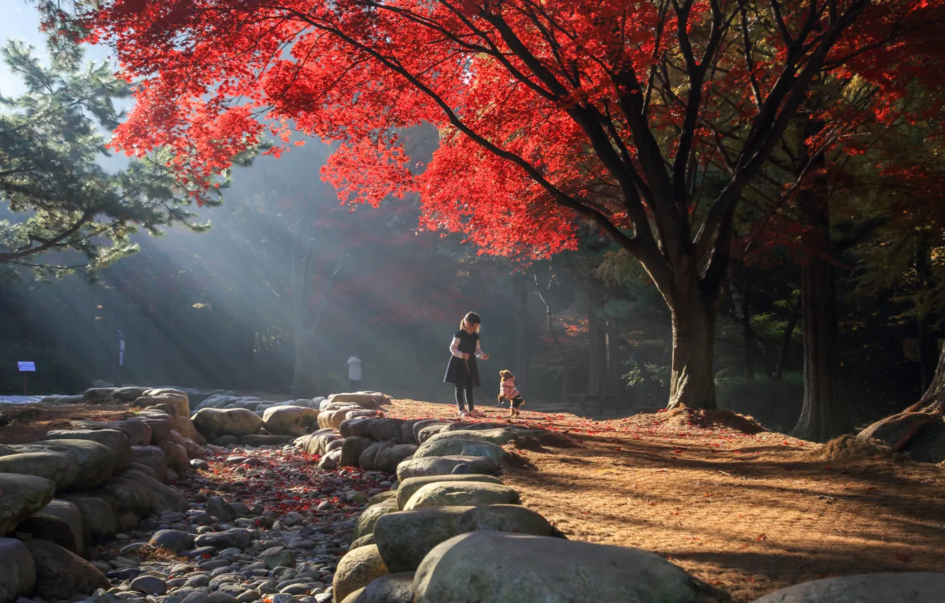 Photo wallpaper autumn, light, trees, landscape, nature, Park, stones, girl