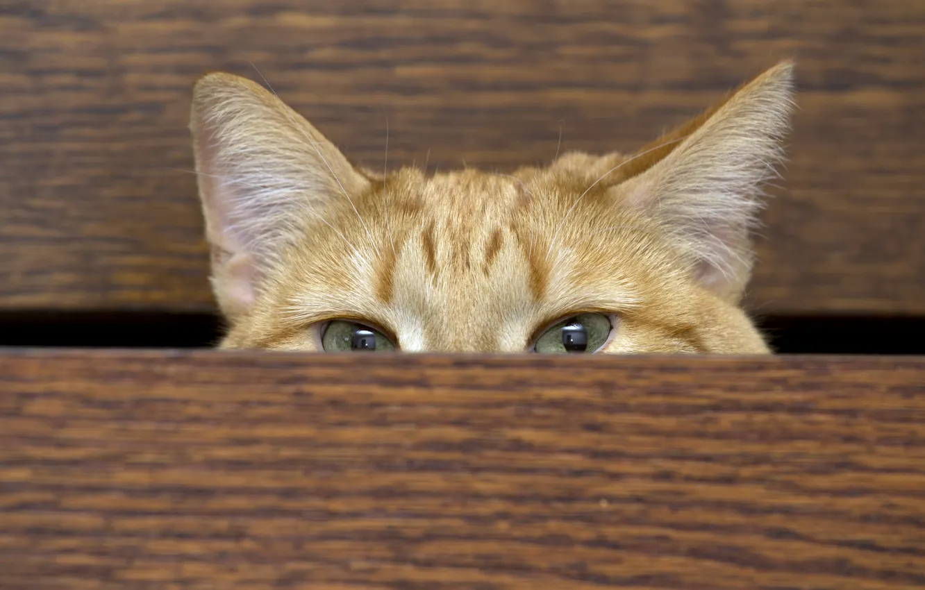 Photo wallpaper cat, home, wardrobe