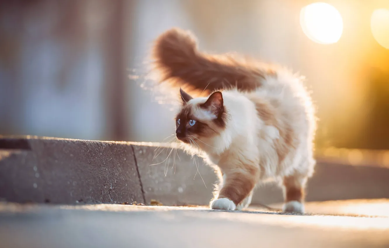 Photo wallpaper cat, border, fluffy