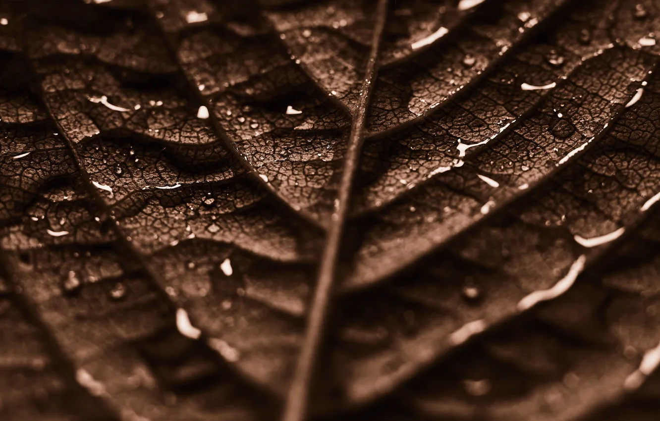 Photo wallpaper water, drops, leaf